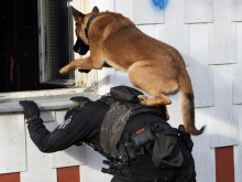 Služební psi Vojenské policie: dokonalá spolupráce člověka se zvířetem
