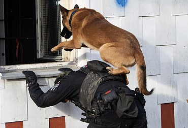 Služební psi Vojenské policie: dokonalá spolupráce člověka se zvířetem