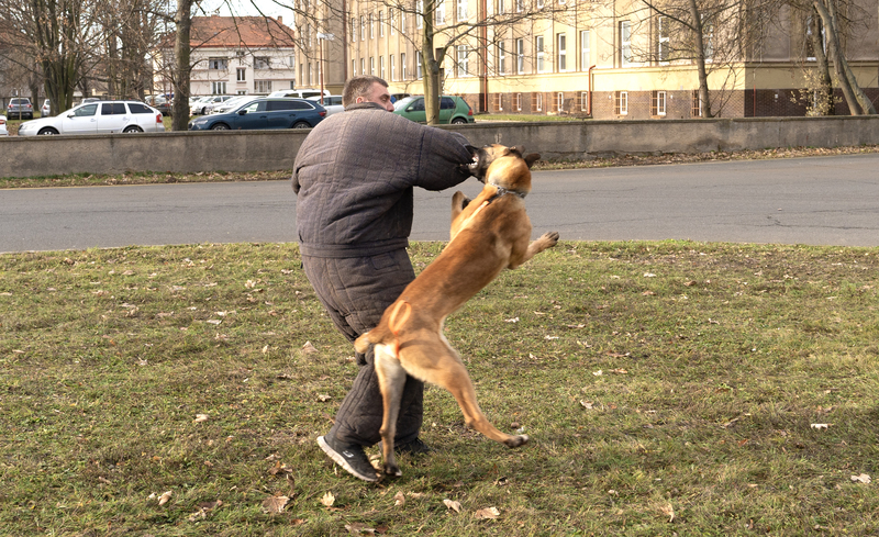 Foto: Během naší návštěvy nám byly předvedeny různé ukázky kooperace speciálních i hlídkových psů se svými psovody, a to od malého štěněte, přes starší štěně, až po dospělé jedince.  | Michal Pivoňka / CZ DEFENCE